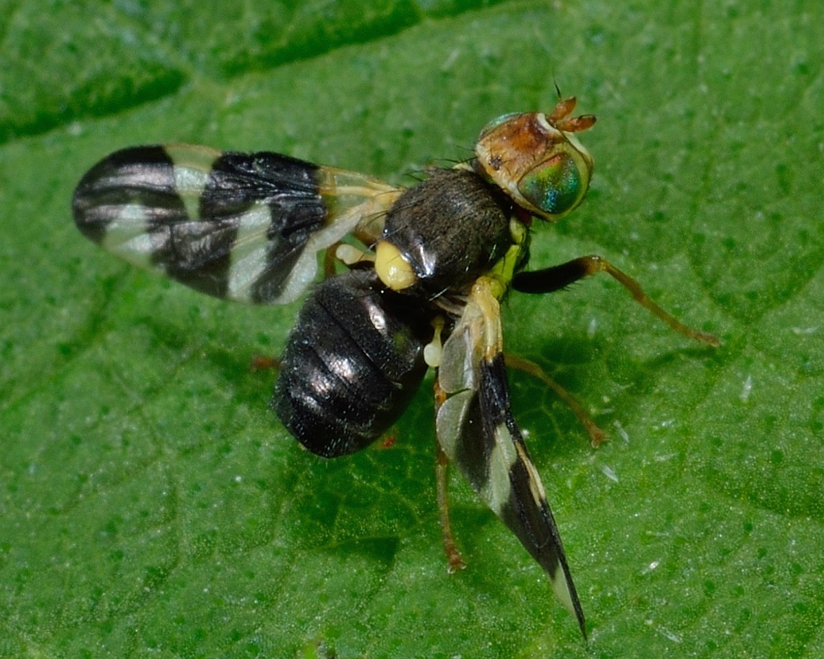 Urophora cardui